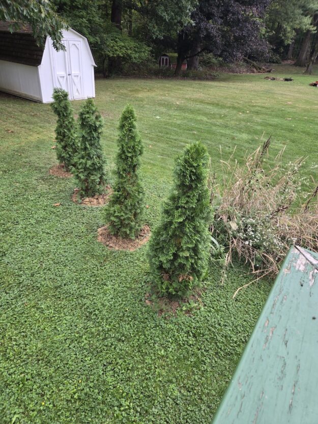 row of arborvitaes in yard